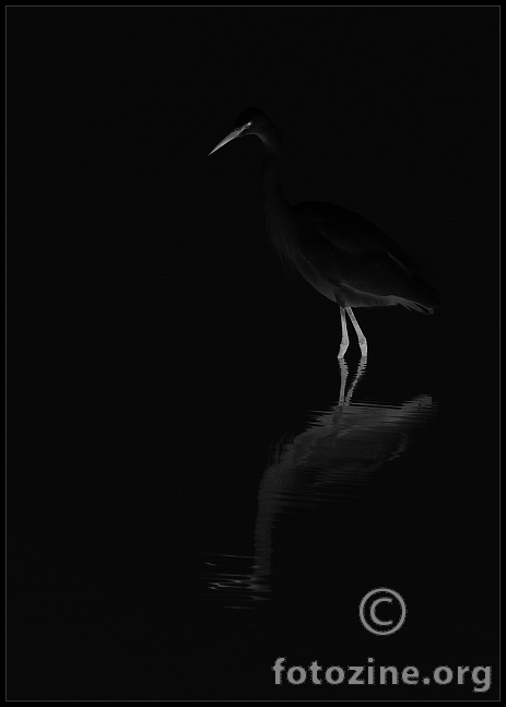 Dark wader.....