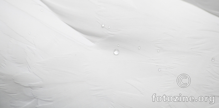 Droplet
