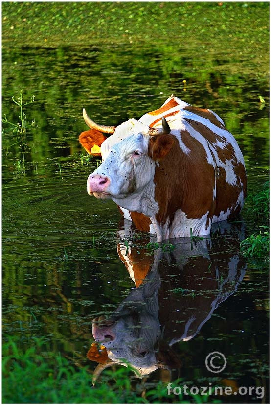 Hlađenje:)