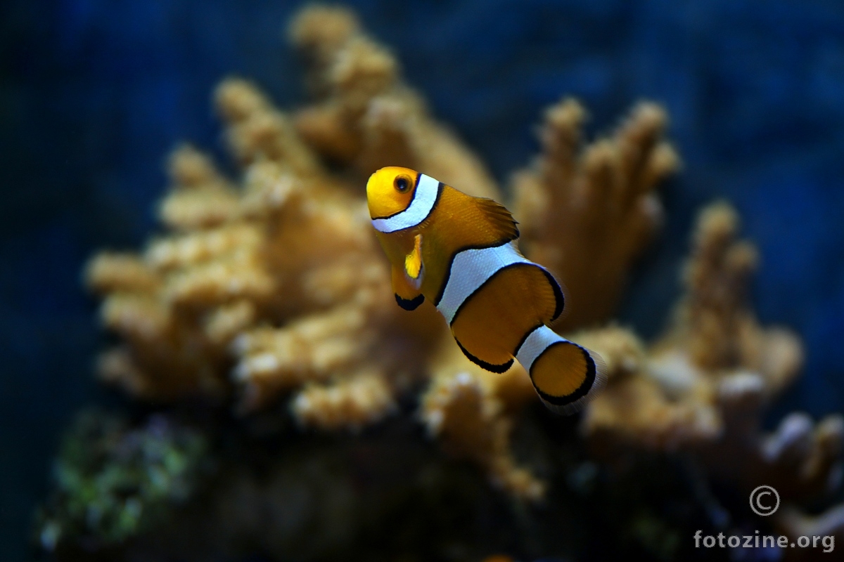 Kapetan Nemo