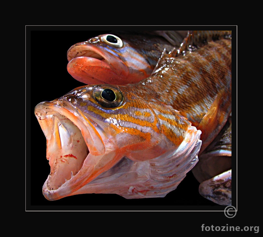 Serranus cabrilla