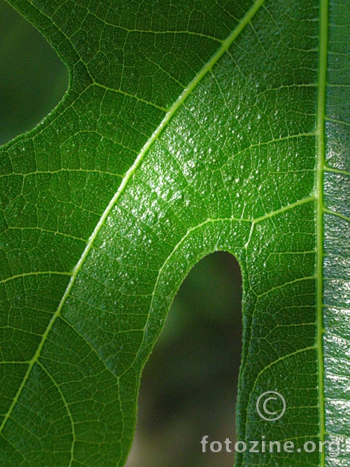 smokva