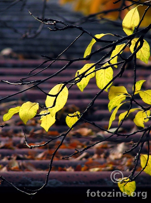 November
