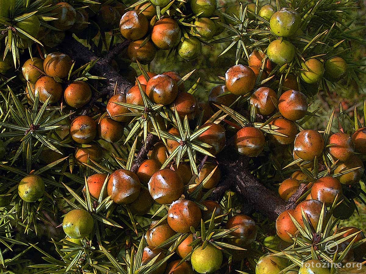 Smirč (Juniperus oxycedrus )