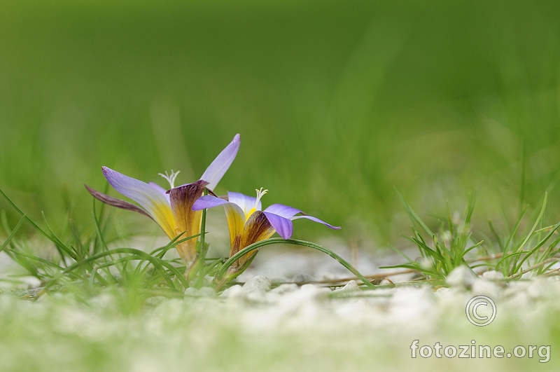 Šafranika ( Romulea bulbocodium)