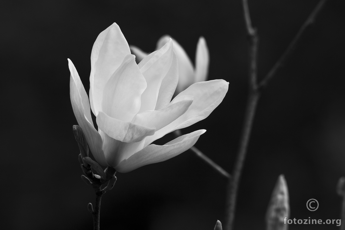 Magnolija