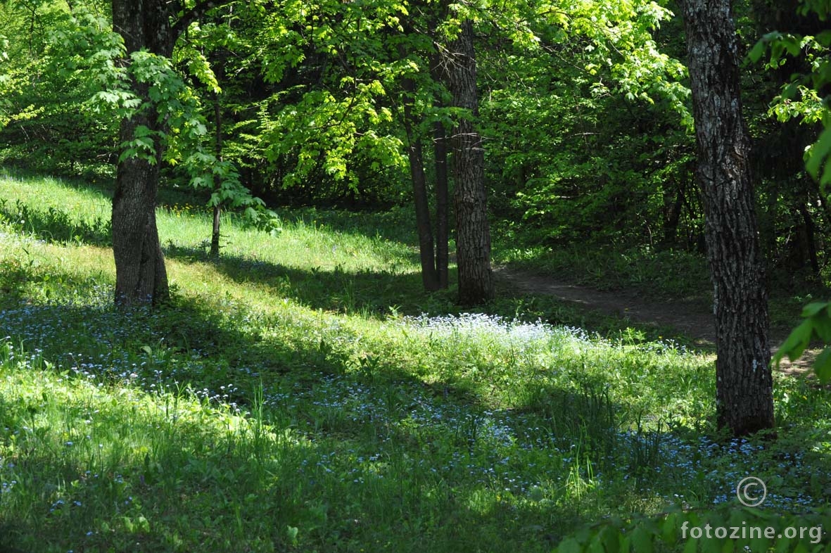 sunčana strana šume