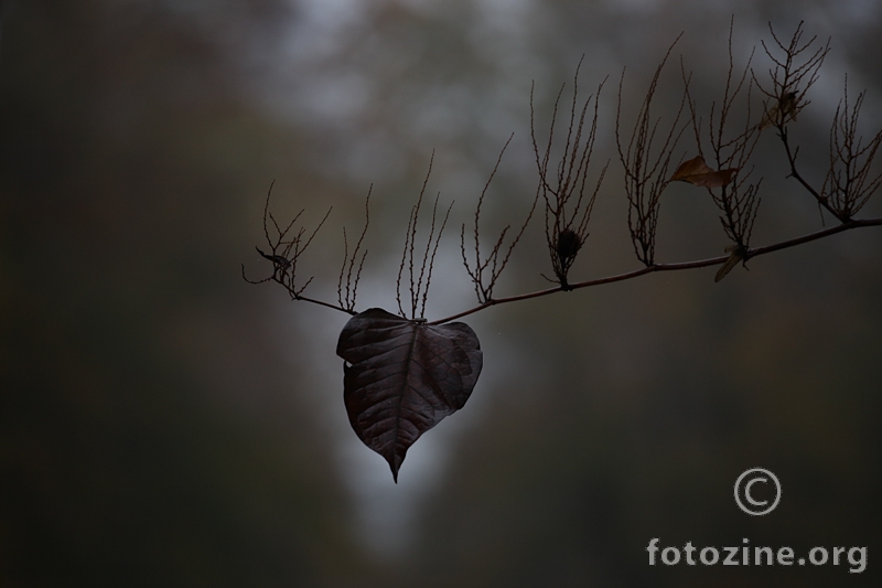 Šumsko srce