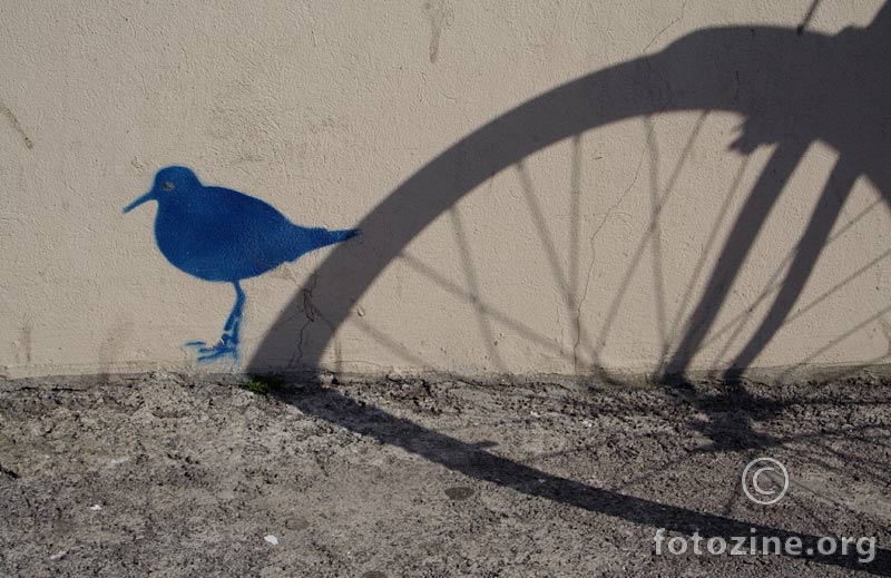chasing a blue bird