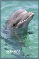 delfin2006
