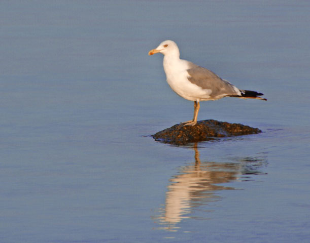 mouette