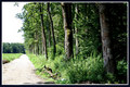 Šuma i cesta