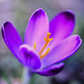 Crosus vernus …