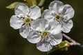 Prunus cerasus…