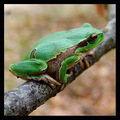 Hyla arborea