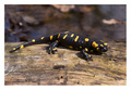 salamandra sal…