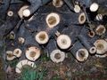 Wood