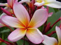 Plumeria