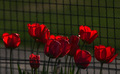 puničini tulip…