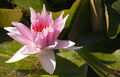 Rose Water Lily