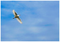 Fly me over