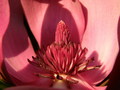 macro magnolia