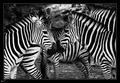 zebre