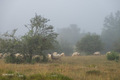 Ovce u magli