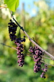 vinogradska