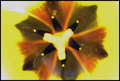 TULIPAN
