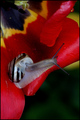 Puž na tulipan…