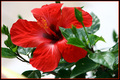 HIBISKUS