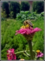 pčela i cvijet