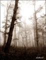  šuma u magli