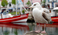 seagull2