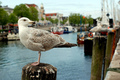 seagull3