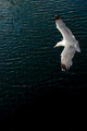 seagull