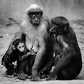 Obitelj majmun…