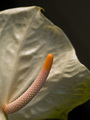 Anthurium