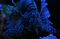 Lion fish