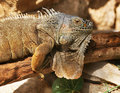 Iguana