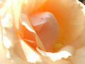 Macro Rose