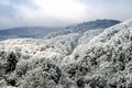 Forest clouds