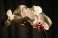 phalaenopsis