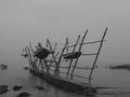nosaci