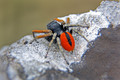 Jumping spider