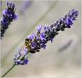 Pčela 1