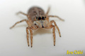 Jumping spider