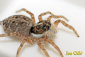 Jumping spider