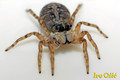 Jumping spider